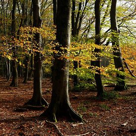 autumn forest by Marika Rentier