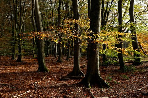 herfstbos van Marika Rentier