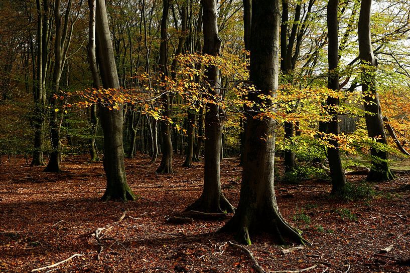 Herbstwald von Marika Rentier