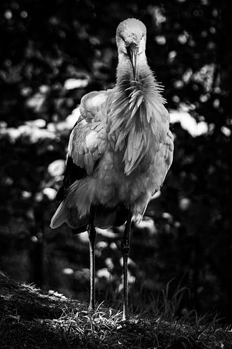 Op de struisvogelrots