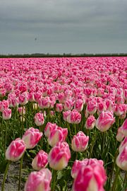 Tulpen von Truckpowerr
