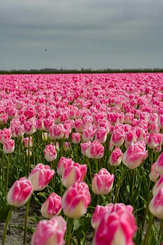 Tulpen