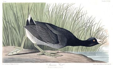 American Coot