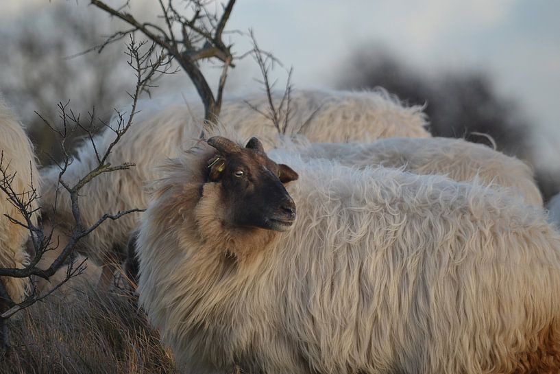 Schaf mit Geweih von pieter van den oever