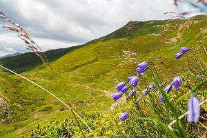 Frühlingshafte Blütenvielfalt in den Vinschgauer Bergen – Alpglöckchen, Wollgras und alpine Wiesen vor eindrucksvoller Gipfelkulisse.