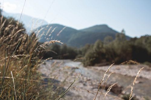 Along the river in the morning light