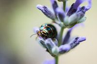 Lavendel & kever