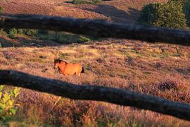 Pferd auf der blühenden Posbank-Heide von Bobsphotography