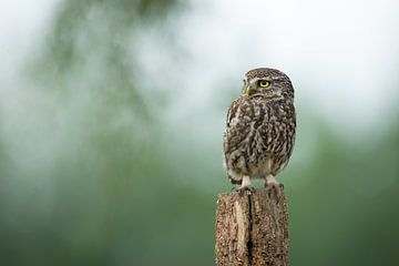 Little owl on pole by Jeroen Stel