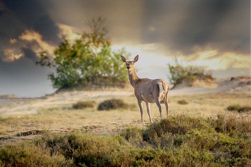 Hinde kümmert sich um mich.
