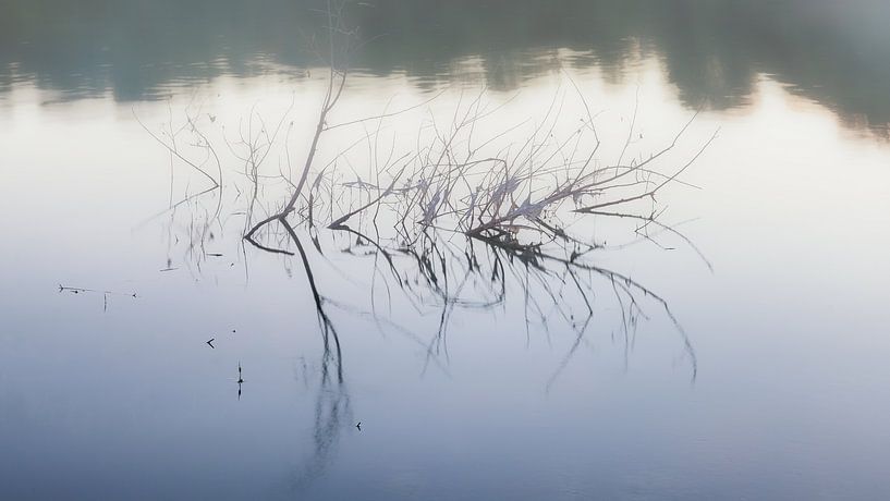 Arbuste dans la Loire par Evert Jan Luchies