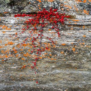 Rock plant in river bank