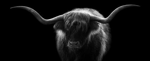 Highlander écossais