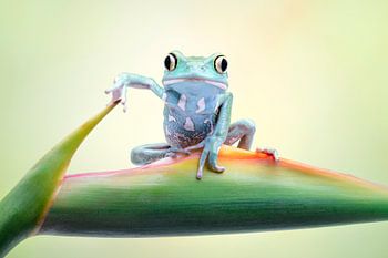 Also, was sagen Sie?