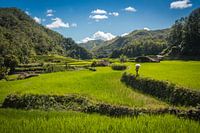 Les locaux traversent les rizières en terrasses près de Banaue pour inspecter la croissance