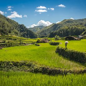 Einheimische laufen durch die grünen Reisterrassen bei Banaue, um das Wachstum zu kontrollieren von Laurens Coolsen