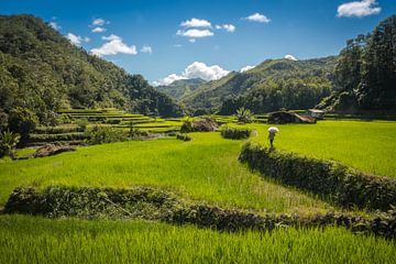 Arbeider loopt door de rijst terrassen van Dungan | Philippines Travel Photograpy van Laurens Coolsen