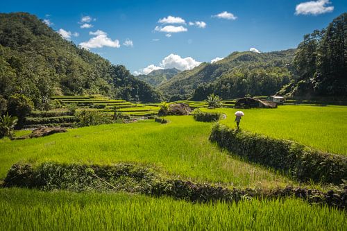 Les locaux traversent les rizières en terrasses près de Banaue pour inspecter la croissance