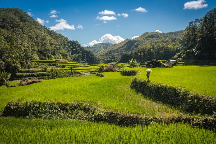 Local is crossing green rice fields close to Banaue to check rice growth by Laurens Coolsen