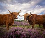 Highland Cows on the heath by Tomas van der Weijden thumbnail