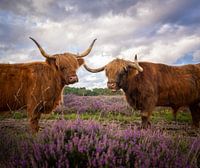Highland Cows on the heath
