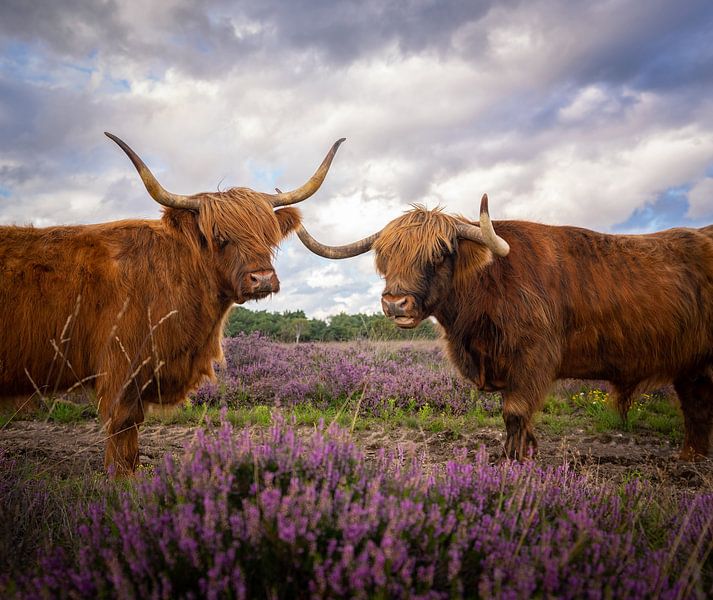 Highland Cows on the heath by Tomas van der Weijden