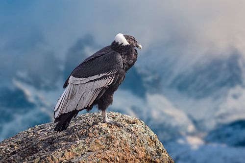 Condor zittend op rots in het hooggebergte van Chileens Patagoni&euml;