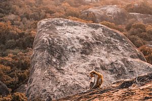 Affe von Fotoverliebt - Julia Schiffers