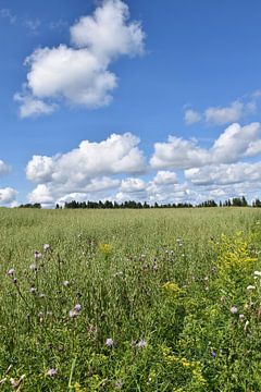 Ein Feld im Sommer