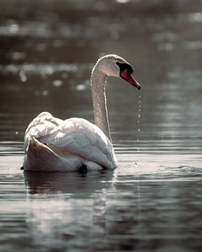 Swan on the water by Roy Kreeftenberg