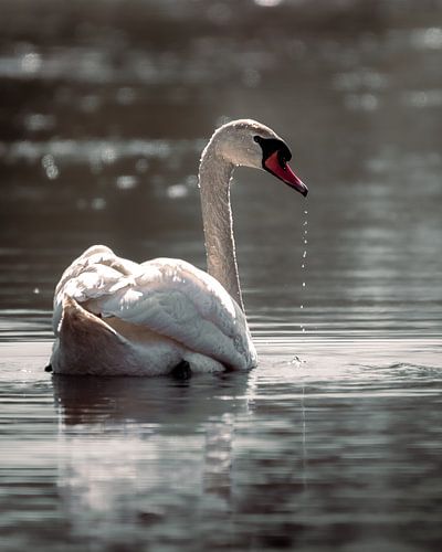 Cygne sur l'eau