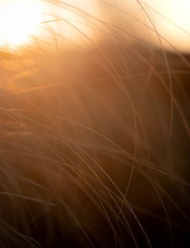 Dancing Light: Sunrise by Grass Palms by bart dirksen