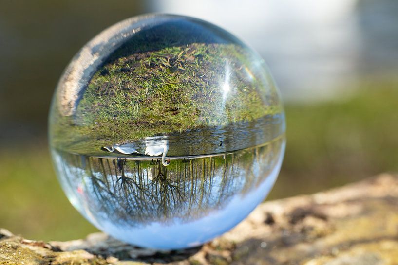 Globe photography Swan by Rob Hansum