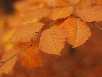 Herfsttinten