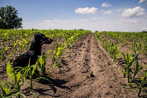 Zwarte Jack Russell in een maisveld in het voorjaar van Rezona