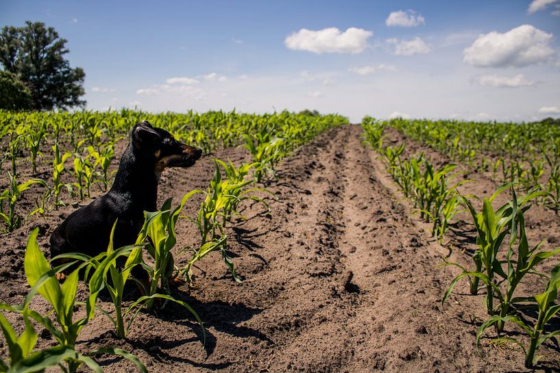 Zwarte Jack Russell in een maisveld in het voorjaar von Ortsdrucke