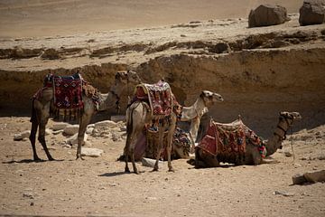 Kamelen bij Giza van Amy van Strien