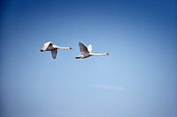 Elegant Flight - Swans in Harmony