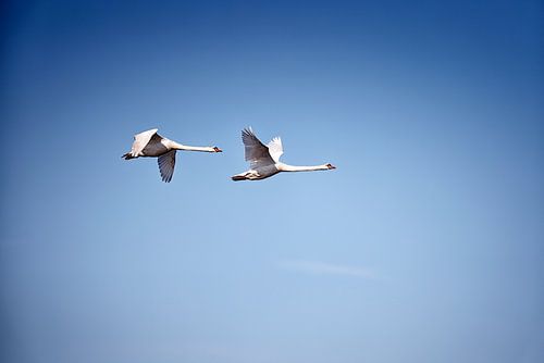Eleganter Flug - Schwäne in Harmonie