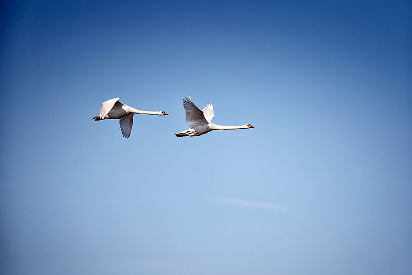 Elegant Flight - Swans in Harmony by Hans van Oort