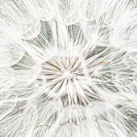 Fluff of dandelion by Huub de Bresser