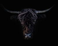 Highlander écossais noir