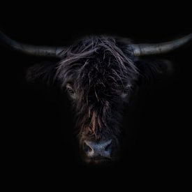 Scottish Highlander black by Hans Brasz