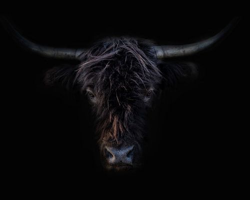 Schotse Hooglander zwart