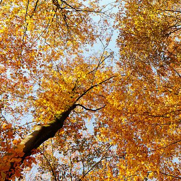 Prächtiger Herbst von Peter van den Berg