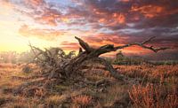 Dead tree on the Veluwe by Fotojeanique . thumbnail