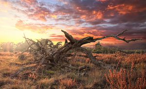 Toter Baum auf der Veluwe