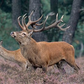 Edelhert Aanwezig van Fotografie Verbeek Barneveld