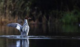 Harle bièvre sur Piet Hein Schuijff
