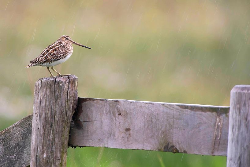 Bekassine (Gallinago gallinago) auf einem Pfahl auf einer Wiese in Friesland während eines Regenscha von Marcel van Kammen